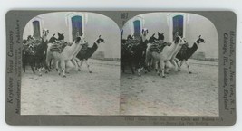 c1900&#39;s Real Photo Stereoview Chile &amp; Bolivia a Street Scene, Alpacas or Llamas - £14.60 GBP