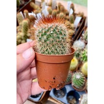 Cactus Red Headed Irishman Mammillaria Marcosii Red Spines 2&quot; Pot Live P... - $5.94