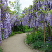 3 Seeds Wisteria Floribunda Blue Moon Fresh Seeds - $27.02