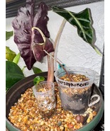 Amazónica Polly x African mask corm - $465.98 MXN