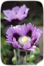 FRESH Poppy - Rye Beaner Seed - $8.00