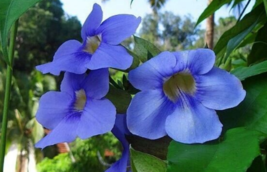 5 Pc Seeds Thunbergia Grandiflora Blue Flower, Bengal Trumpet Seeds for ... - £30.14 GBP