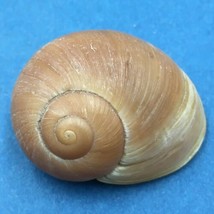 #1 Helicophanta petiti 40.7mm Tulear, Madagascar 1995 Acavidae Land Snail - $9.89