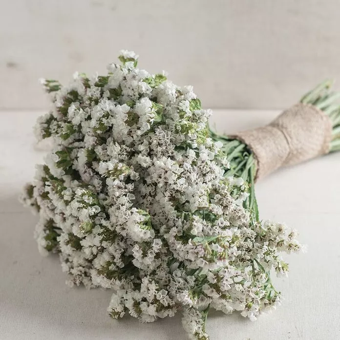 40 Seeds Statice Seeker White - £7.79 GBP
