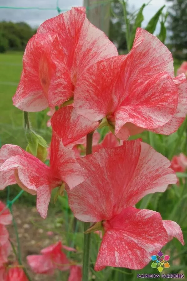 50 Phoebe Sweet Pea Seeds Fresh Seeds USA - £7.86 GBP