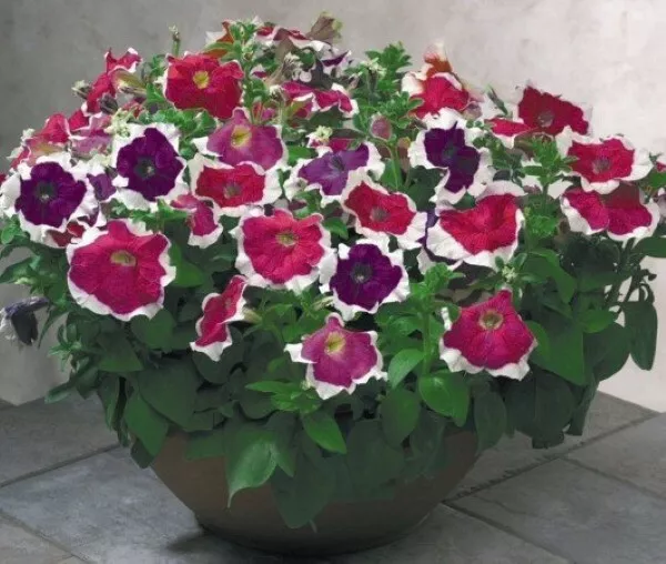 Petunia Seeds 50 Pelleted Seeds Petunia Hulahoop Mix Hula Hoop Fresh Garden - £9.84 GBP