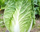 1200 Seeds Kyoto No 3 Japanese Napa Cabbage Seeds Chinese Lettuce Bok Ch... - $8.99