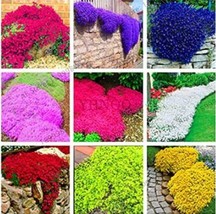 100Pcs Creeping Thyme Seeds Mixed 9 Colors Garden USA Seller - £15.92 GBP