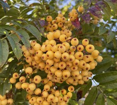 16-22” Tall Sorbus &#39;Sunshine&#39; – 1 Year Old, Grafted Tree - $1,737.81 MXN