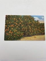 Vintage Postcard Orange Orchard Miami Florida Linen Posted 1937 - $3.95