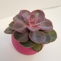 Live Succulent in Red Self-Watering Pot - Echeveria Red Sky, 3" Plastic Planter image 6