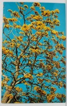 Florida The Beautiful Cassia or Golden Shower Tree Postcard N2 - £7.02 GBP