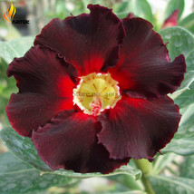 Imported &#39;Fire Lady&#39; Black Red Desert Rose Adenium, 2 Seeds, Rare Bonsai Flowers - £3.26 GBP