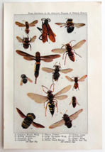 1927 Flies Wasps Bees Insects Chart Art Plate Color Book Print Wildlife ... - $28.18 CAD
