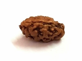 Rare One 1 Mukhi Rudraksha Java Origin Lab Certificado Calidad AA+ Energizado - $59.31