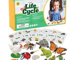 Life Cycle Kit Montessori - Realistic Figurine Toys, Kids Animal Match S... - £50.47 GBP