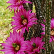10 pcs Echinocereus poselgeri Seeds Rare Cactus Succulent Plants FROM GARDEN - £6.36 GBP