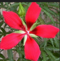Red Texas Star Hibiscus - Hibiscus Coccineus - 25 seeds - £11.00 GBP