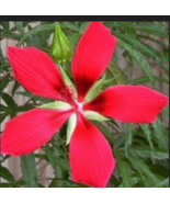 Red Texas Star Hibiscus - Hibiscus Coccineus - 25 seeds - $13.99