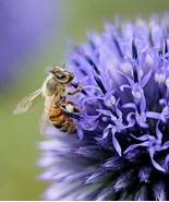 Purple Giant Allium Giganteum Beautiful Flower Seeds Garden Plant 50Pcs - €4,86 EUR