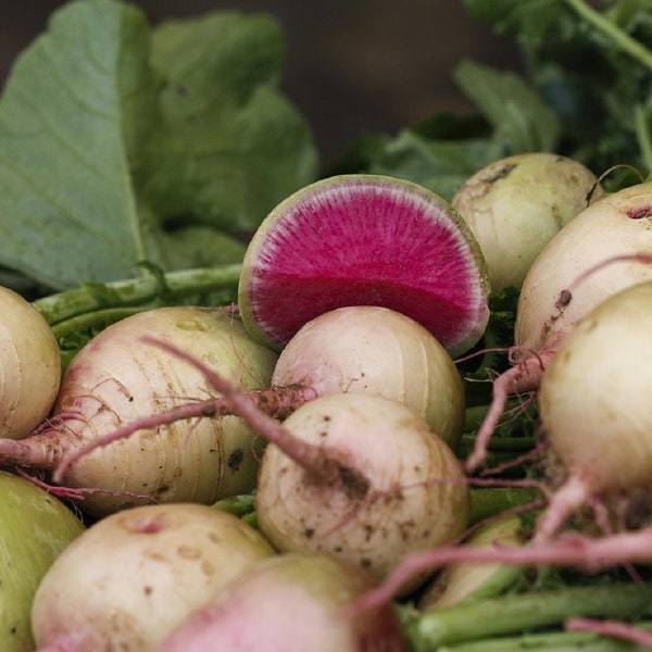 Watermelon Radish Seeds Fresh Garden Seeds Fresh Seeds - $3.00