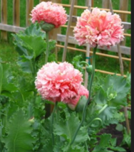  Bombast ROSE PEONY POPPY Flower 250 Seeds - £7.18 GBP