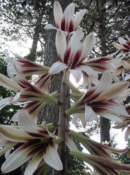 Cardiocrinum Giganteum Giant Himalayan Lily 25 Seeds New Fresh US Shipping - $29.58