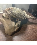 Pheasant Taxidermy  Perched On Log Very Old - $163.51