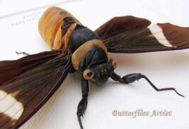 Tosena Albata Real Cicada Taxidermy Framed Entomology Museum Quality Sha... - $59.99
