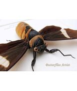 Tosena Albata Real Cicada Taxidermy Framed Entomology Museum Quality Sha... - €51,93 EUR Tosena Albata Real Cicada Taxidermy Framed Entomology Museum Quality Sha... - €51,93 EUR