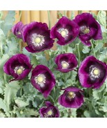 THJAR Laurens Grape Poppy Flower Seeds - $93.55 MXN