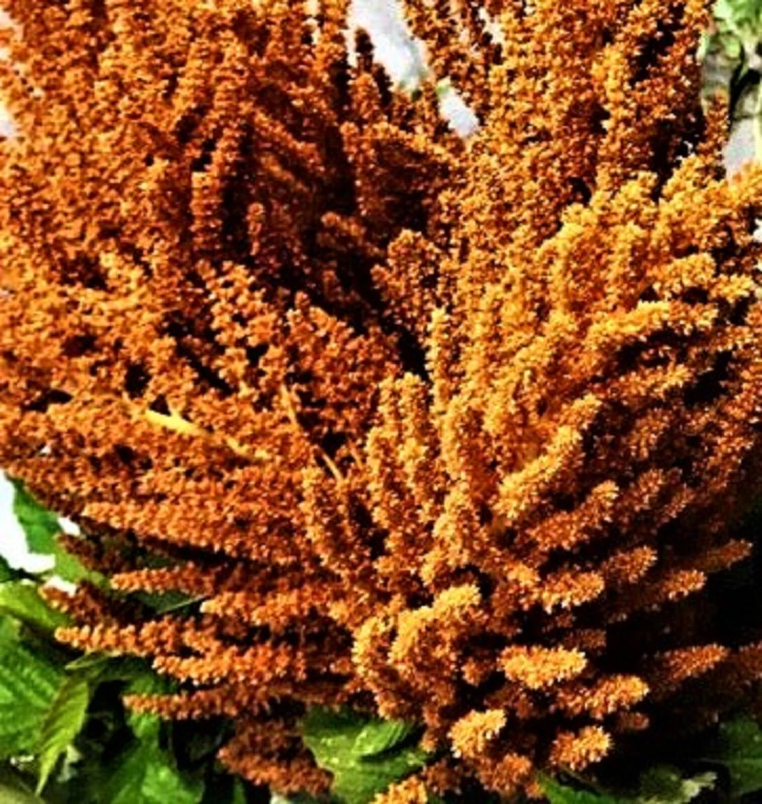 Amaranthus Hot Biscuits  Seed Mix 50 Seeds NON-GMO  - $8.34