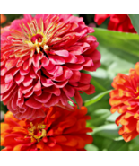 500+ Giant Dahlia Flower Seeds - California Giants Annual Mix (Zinnia el... - $12.29 CAD