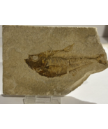 Fish fossil nearly whole fish #B - $95.00