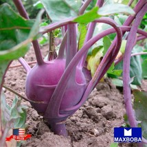 Fresh 8000 Seeds Kohlrabi Purple Vienna Nongmo Heirloom Vegetable Garden Us Sell - £12.68 GBP