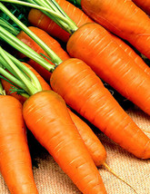 THJAR 1000+Carrot Seeds Chantenay Red Cored Carrot Non GMO  Vegetable Garden See - £6.67 GBP