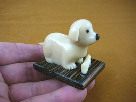(tn-dog-610) baby DOG puppy TAGUA NUT Figurine Carving Vegetable love dogs play - £12.09 GBP
