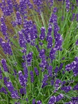 GIB Lavender English Herb 200 Seeds - $9.00