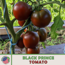 Black Prince Tomato 10 Seeds, Heirloom, Non-GMO, Genuine USA - £8.86 GBP