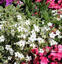 Best Tobacco JASMINE WHITE Nicotiana alata Fragrant Night Blooms 500 Seeds - £3.57 GBP