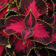 Coleus Seeds Sun Chocolate Covered Cherry 15 Pelleted Seeds Gardening USA SHIPPI - £13.14 GBP