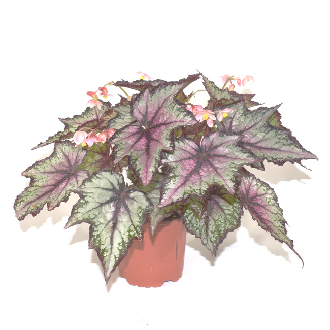 MBK Begonia Robert Golden 3 Until 4 Inch Pot From USA - $37.47