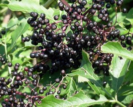 Sambucus Canadensis (American Elderberry) 50 seeds - £1.38 GBP
