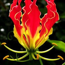 20 Flame Lily Flower Seeds For Spring Summer Gold Red Colorful Fast Growing Fres - $11.78