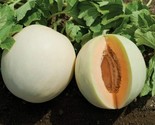 25 Honey Dew Orange Flesh Cantaloupe Seeds Fast Shipping - $8.99