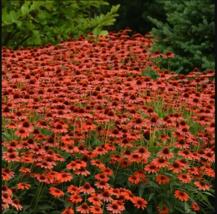 50 Flamanco Orange Coneflower Seeds Echinacea Flower Perennial Flower Seed - £12.49 GBP
