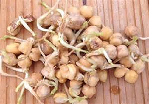 Garbanzo Bean Seed, Microgreen, Sprouting, 5 OZ, Organic Seed, NON GMO - Country