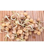 Garbanzo Bean Seed, Microgreen, Sprouting, 5 OZ, Organic Seed, NON GMO -... - £7.40 GBP