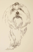 Maltese Dog Art Portrait Print #134 Kline adds dog name free. Drawn from... - $49.45