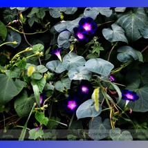 Dark Blue Pink Heart Morning Glory Ipomoea Nil Climbing Flower Seeds - £5.50 GBP